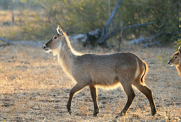South Luangwa National Park