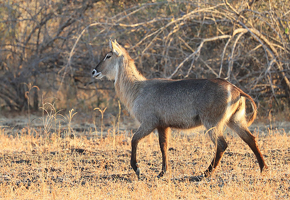 South Luangwa National Park