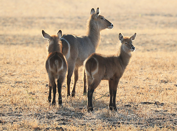 South Luangwa National Park