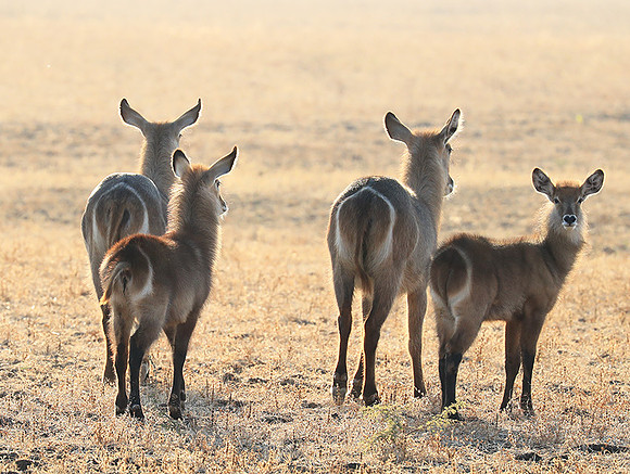 South Luangwa National Park