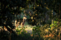 Lower Zambezi NP