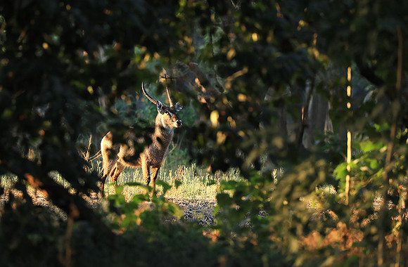Lower Zambezi NP