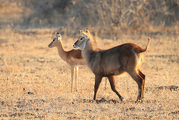 South Luangwa National Park