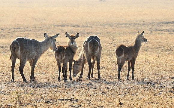 South Luangwa National Park