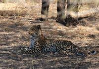 Selous