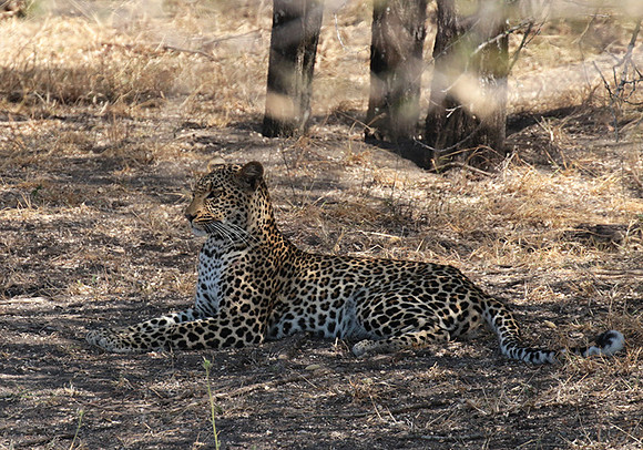 Selous