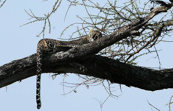 Serengeti - Grumeti Private Reserve