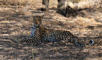 Selous