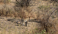 Selous