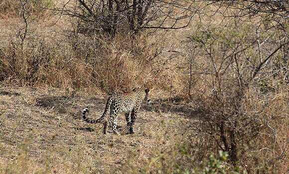 Selous