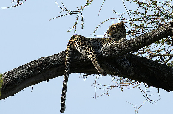 Serengeti - Grumeti Private Reserve