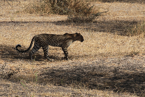 Selous