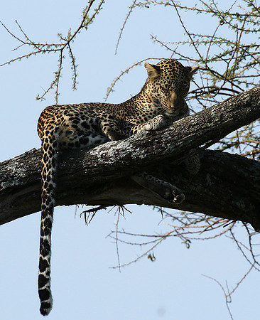 Serengeti - Grumeti Private Reserve