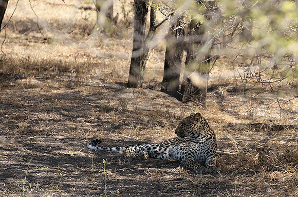 Selous