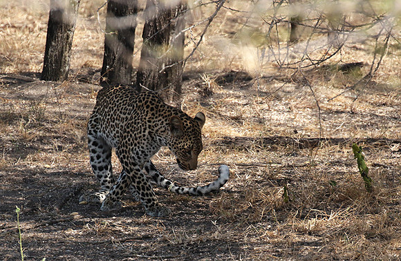 Selous