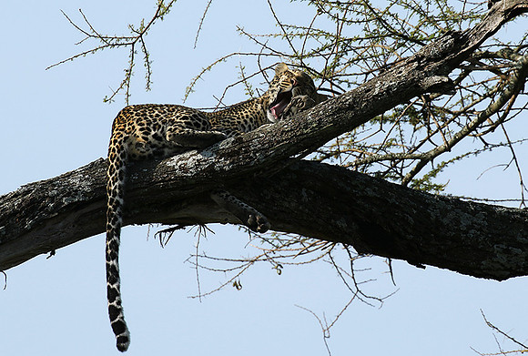 Serengeti - Grumeti Private Reserve