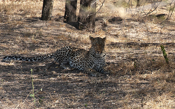 Selous