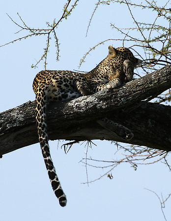 Serengeti - Grumeti Private Reserve