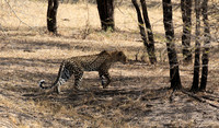 Selous
