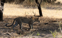 Selous