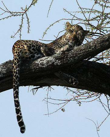 Serengeti - Grumeti Private Reserve
