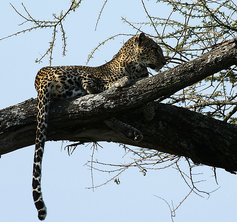 Serengeti - Grumeti Private Reserve