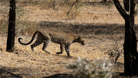 Selous