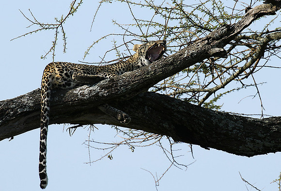 Serengeti - Grumeti Private Reserve