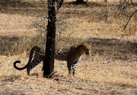 Selous