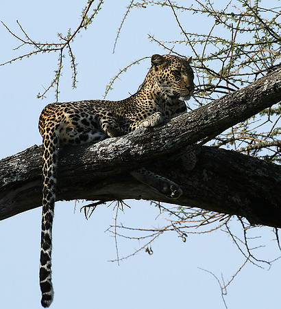 Serengeti - Grumeti Private Reserve