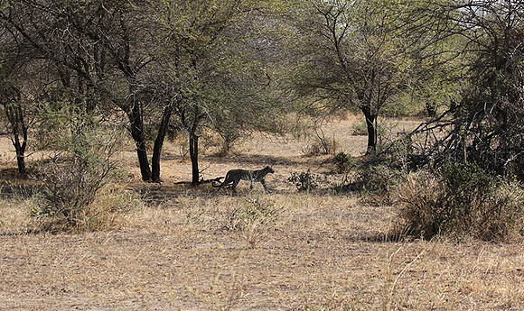 Selous