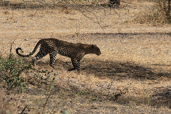 Selous