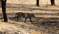 Selous