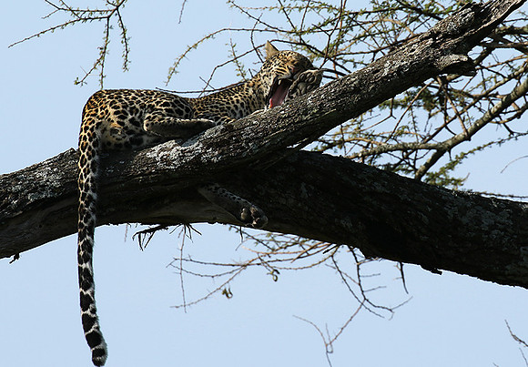 Serengeti - Grumeti Private Reserve