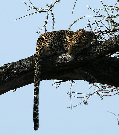 Serengeti - Grumeti Private Reserve