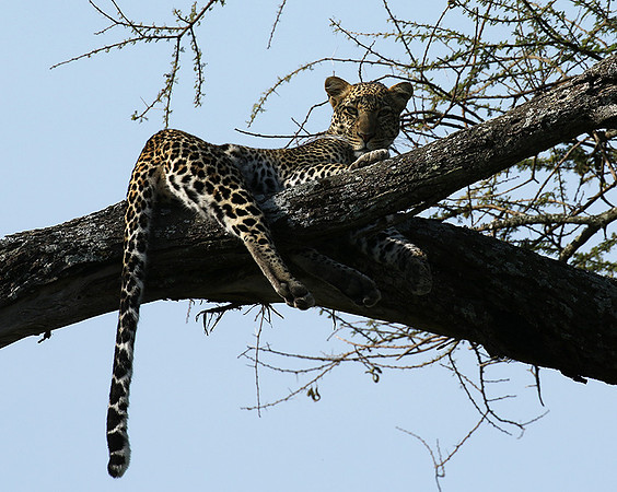 Serengeti - Grumeti Private Reserve