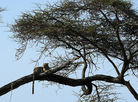 Serengeti - Grumeti Private Reserve