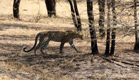 Selous