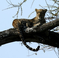 Leopards
