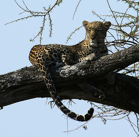 Serengeti - Grumeti Private Reserve