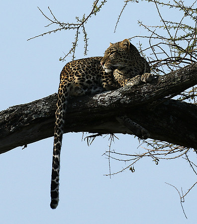 Serengeti - Grumeti Private Reserve