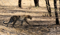 Selous