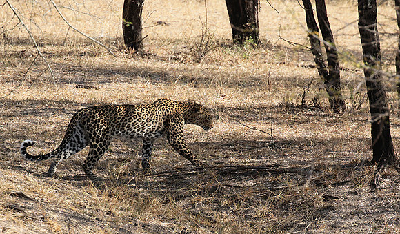 Selous