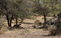 Selous