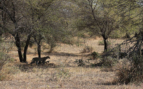 Selous