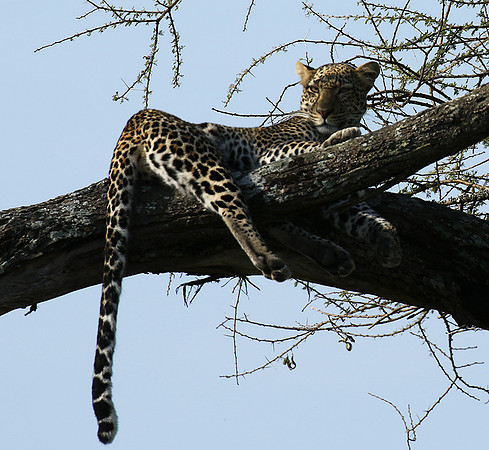Serengeti - Grumeti Private Reserve
