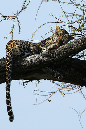 Serengeti - Grumeti Private Reserve