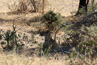 Selous