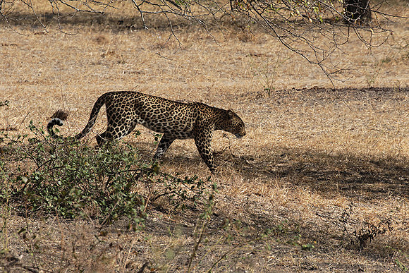 Selous