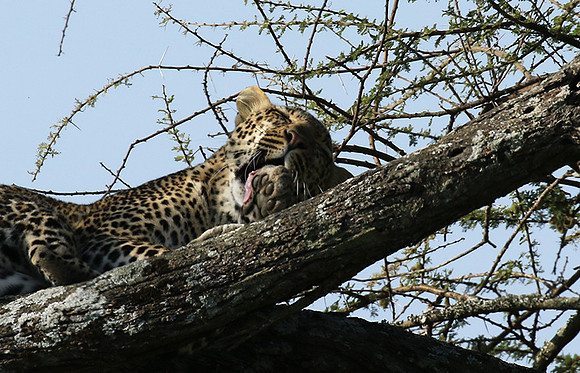 Serengeti - Grumeti Private Reserve